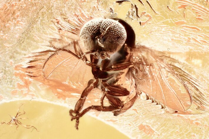 Detailed Fossil Black Fly (Simuliidae) In Baltic Amber #381515